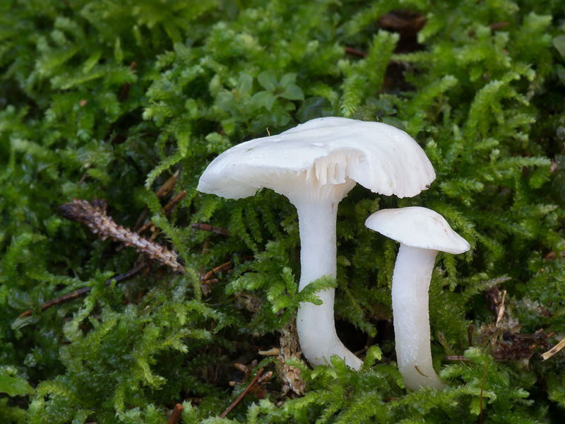 Hygrophorus piceae